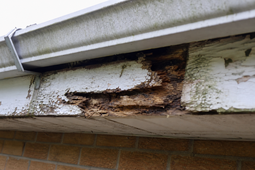 Rotted fascia board with peeling paint behind failing gutter