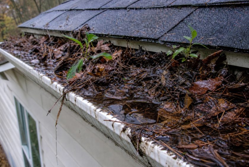 Gutter clogged with wet leaves and standing water, the problem gutter guards are meant to solve