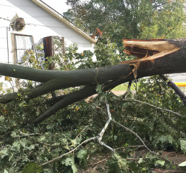 house damage fallen tree